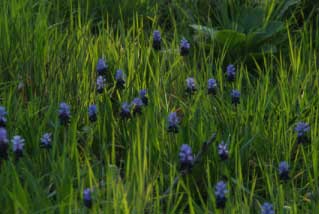 Muscari latifoliumBrede druifhyacint bestellen